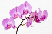 Отдушка Орхидея, 10мл