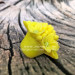 3D Форма силиконовая "Соцветие цветов"(предварительный заказ)