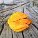 3D Форма силиконовая "Тюльпан Orange Flame средний" 4 на форме(предварительный заказ)