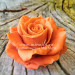 3D Форма силиконовая "Роза Orange Queen"(предварительный заказ)