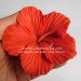 3D Форма силиконовая "Цветок гибискуса" (предварительный заказ)