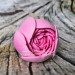 3D Форма силиконовая "Бутон пиона Pink" (предварительный заказ)