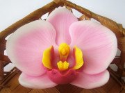 3D Форма силиконовая "Цветок орхидеи"