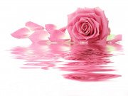 Гидролат Розы (Розовая вода), 100 мл