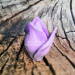 3D Форма силиконовая "Бутон розы Purple"