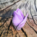 3D Форма силиконовая "Бутон розы Purple" (предварительный заказ) 