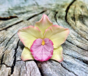 3D Форма силиконовая "Орхидея Ямайка"(предварительный заказ)