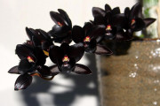 Отдушка Чёрная орхидея, 50 мл