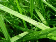 Отдушка Скошенная трава, 50 мл