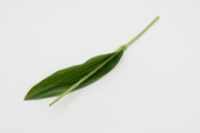 Ножка тюльпана с листом