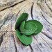 3D Форма силиконовая "Листья магнолии"(предварительный заказ)