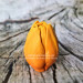 3D Форма силиконовая "Тюльпан Orange Flame малый" (предварительный заказ)