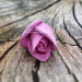 3D Форма силиконовая "Роза Sandra" (предварительный заказ)
