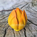 3D Форма силиконовая "Тюльпан Orange Flame средний" 4 на форме