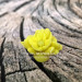 3D Форма силиконовая "Соцветие мини цветочков"