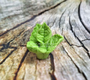 3D Форма силиконовая "Соцветие листьев мяты №1" (предварительный заказ)