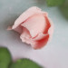 3D Форма силиконовая "Бутон розы Paradise № 9"