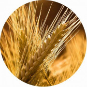 Протеины пшеницы, 30 мл