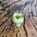 3D Форма силиконовая "Бутон цветка кизила"