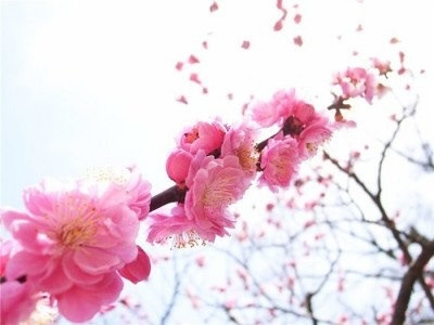 Отдушка Слива сакура, 100 мл