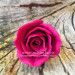 3D Форма силиконовая "Бутон розы Carolina" под стебель (предварительный заказ)